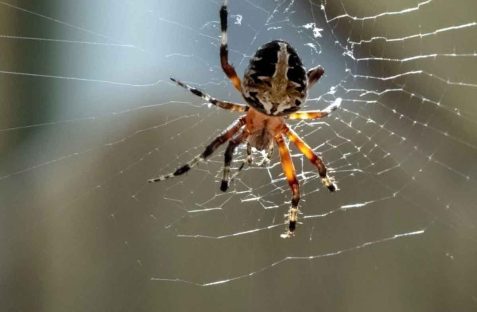 spider web in corner before pest control treatment