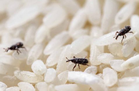 stored-product-pest-control-sydney