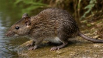 swamp-mouse