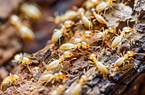 Termite pest control in Liverpool inspecting residential property