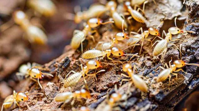 Termite pest control in Liverpool inspecting residential property