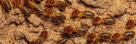 Termite control service in Revesby by professional pest control experts