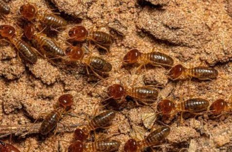 Termite control service in Revesby by professional pest control experts