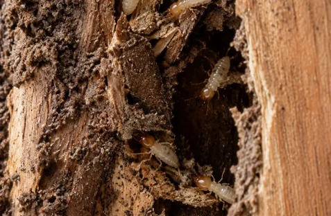 Termite pest control in Sydney by Hamro Best Pest Control, showing termites inside damaged wood to highlight termite infestation and timber damage.