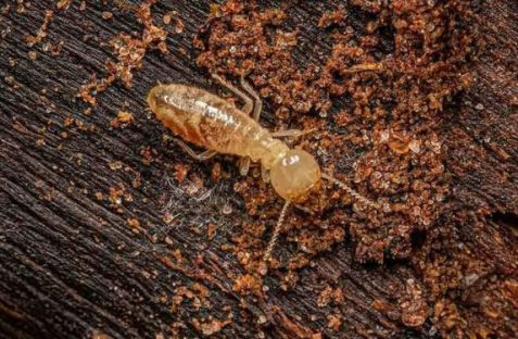 Termites damaging wooden structure close-up in Sydney home