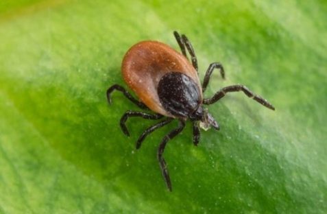tick control , hamro best pest control-pest control